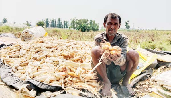 ఎన్నులకు గింజలు కట్టలేదని చూపిస్తున్న ఓ రైతు.