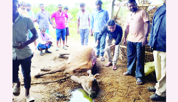 ఏనుగుల దాడిలో మృతి చెందిన ఆవు